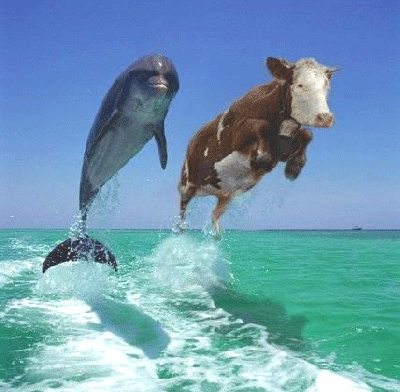 http://oswalderochco.blogg.se/images/2010/jumping_cow_dolphin_70849125.gif